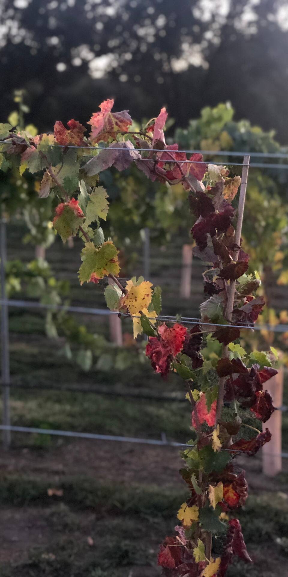 Vineyards at WestWynd Ranch